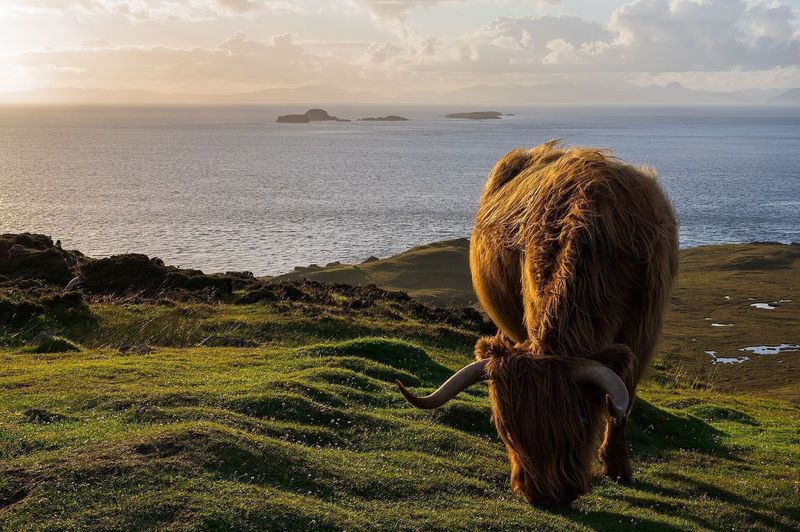 A Highland cow grazing above the sea on the Isle of Skye